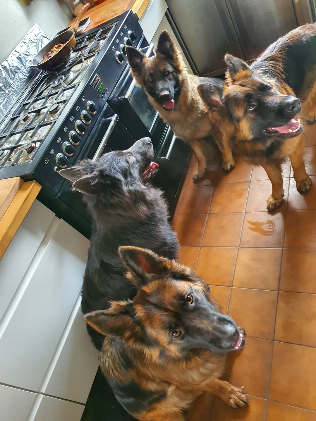 Distribution de viande