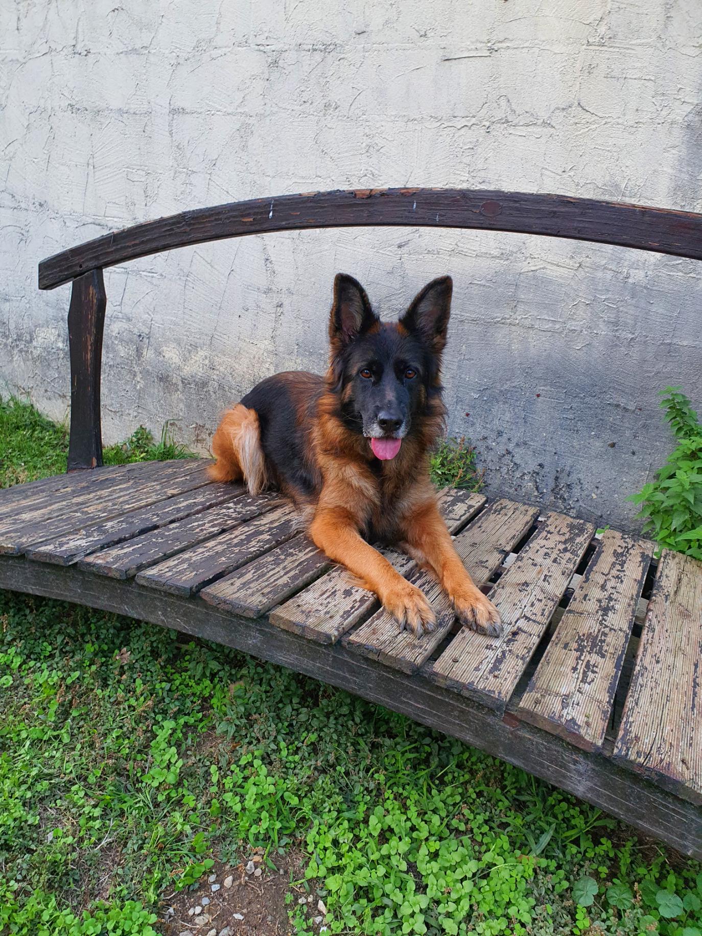 Indiana Berger Allemand