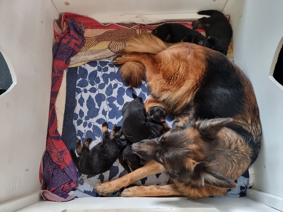 chiots disponibles Bergers Allemands Poils long