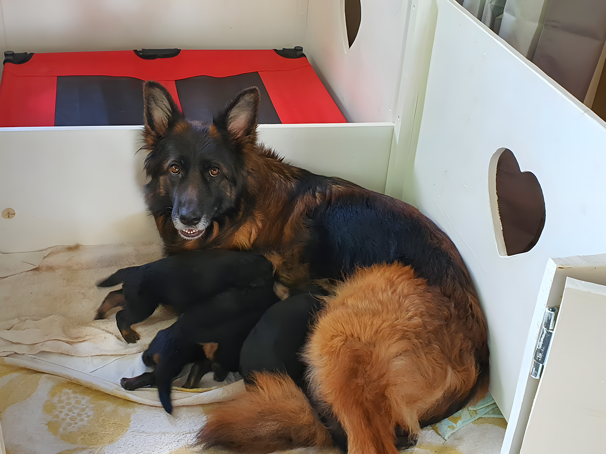 chiots disponibles Bergers Allemands Poils long