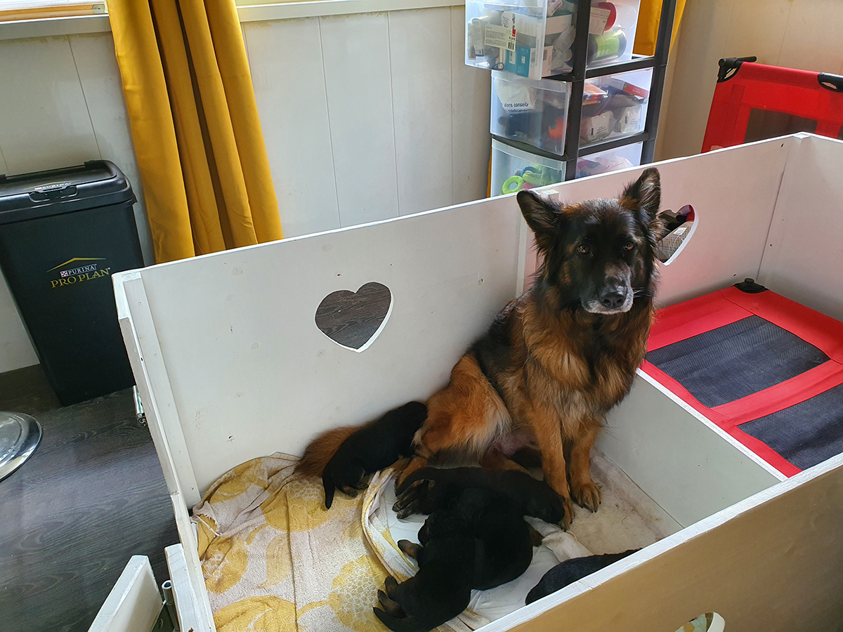 chiots disponibles Bergers Allemands Poils long