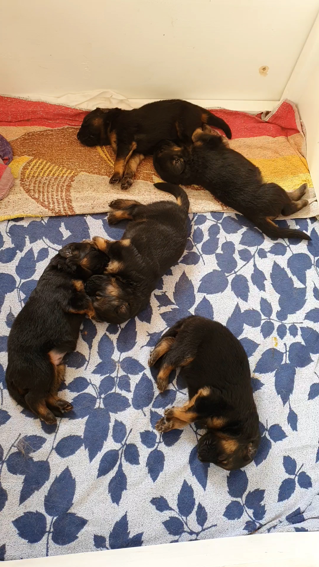 chiots disponibles Bergers Allemands Poils long