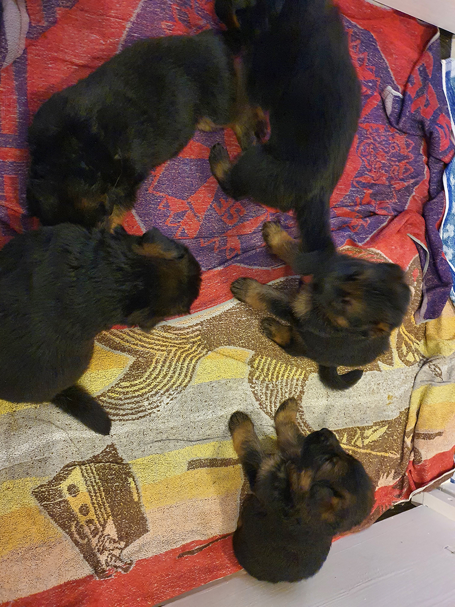 chiots disponibles Bergers Allemands Poils long