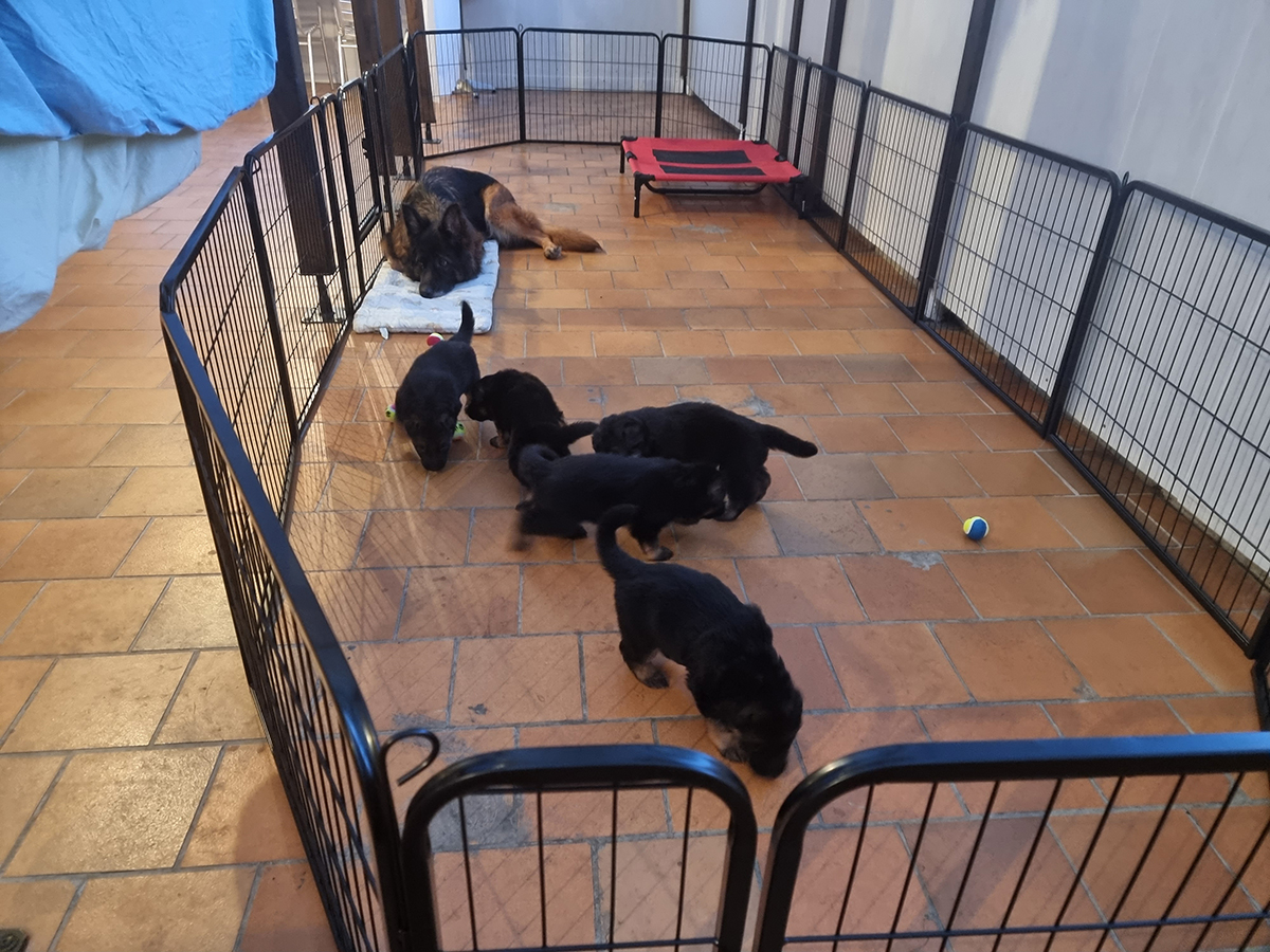 chiots disponibles Bergers Allemands Poils long