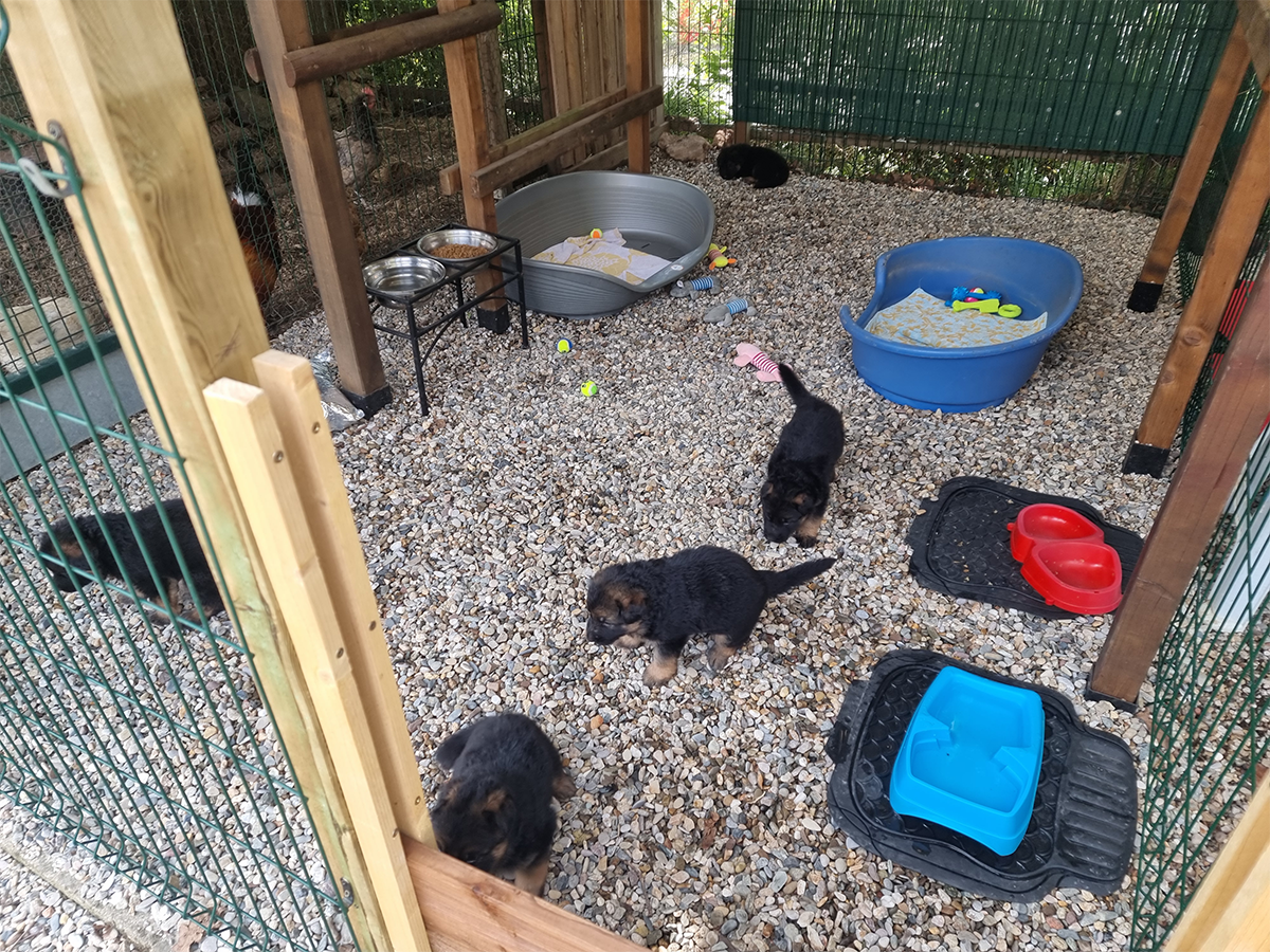 chiots disponibles Bergers Allemands Poils long