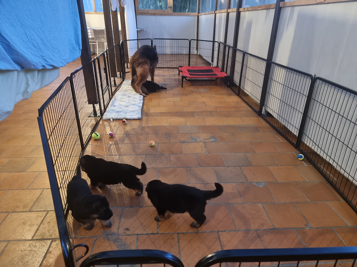 chiots disponibles Bergers Allemands Poils long