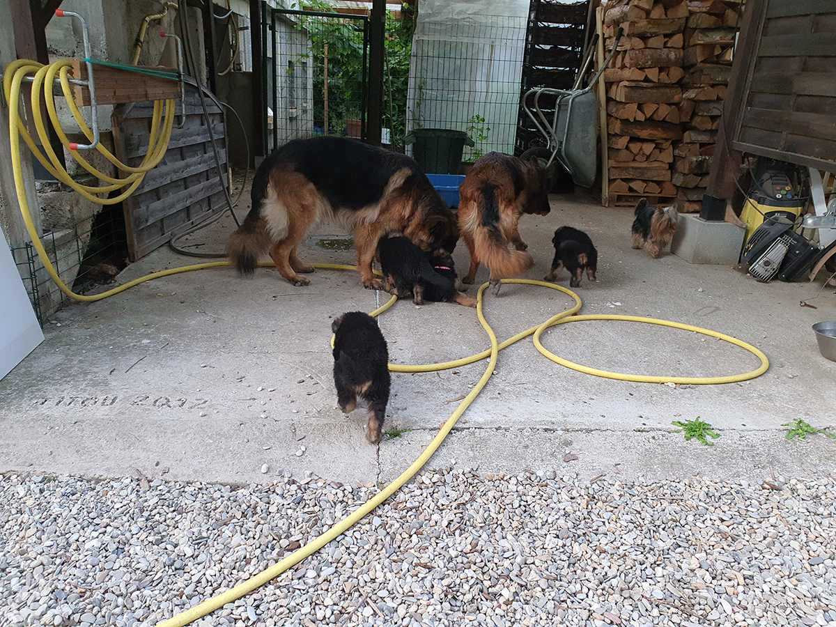 chiots disponibles Bergers Allemands Poils long