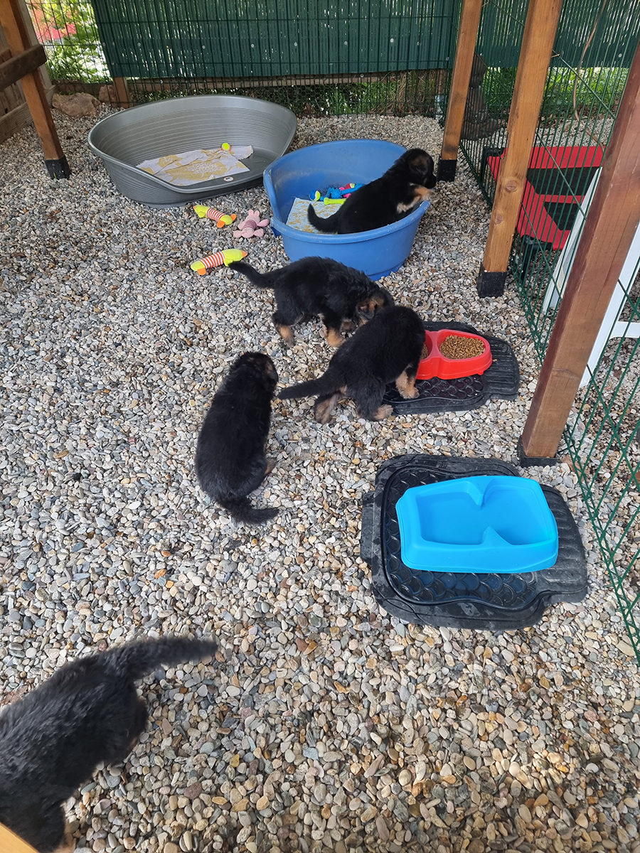 chiots disponibles Bergers Allemands Poils long