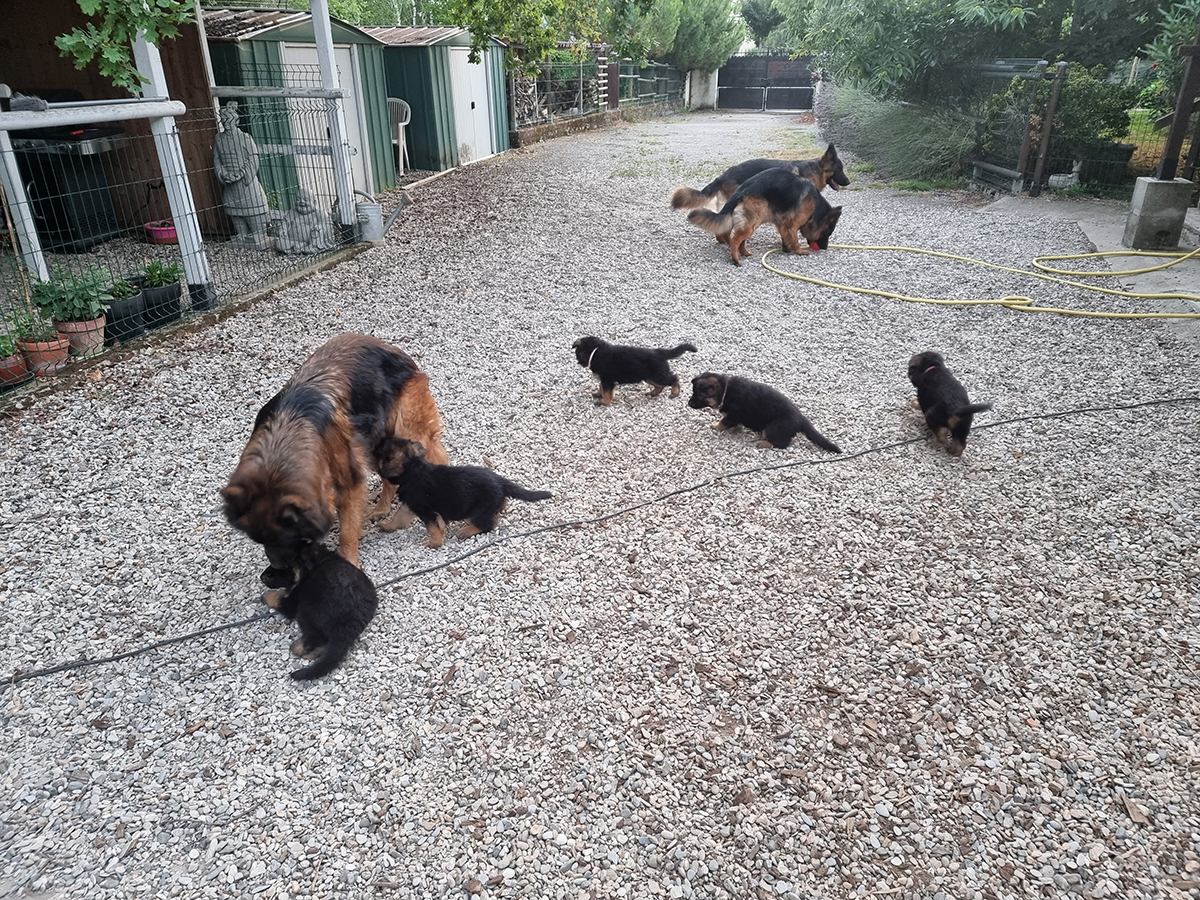 chiots disponibles Bergers Allemands Poils long