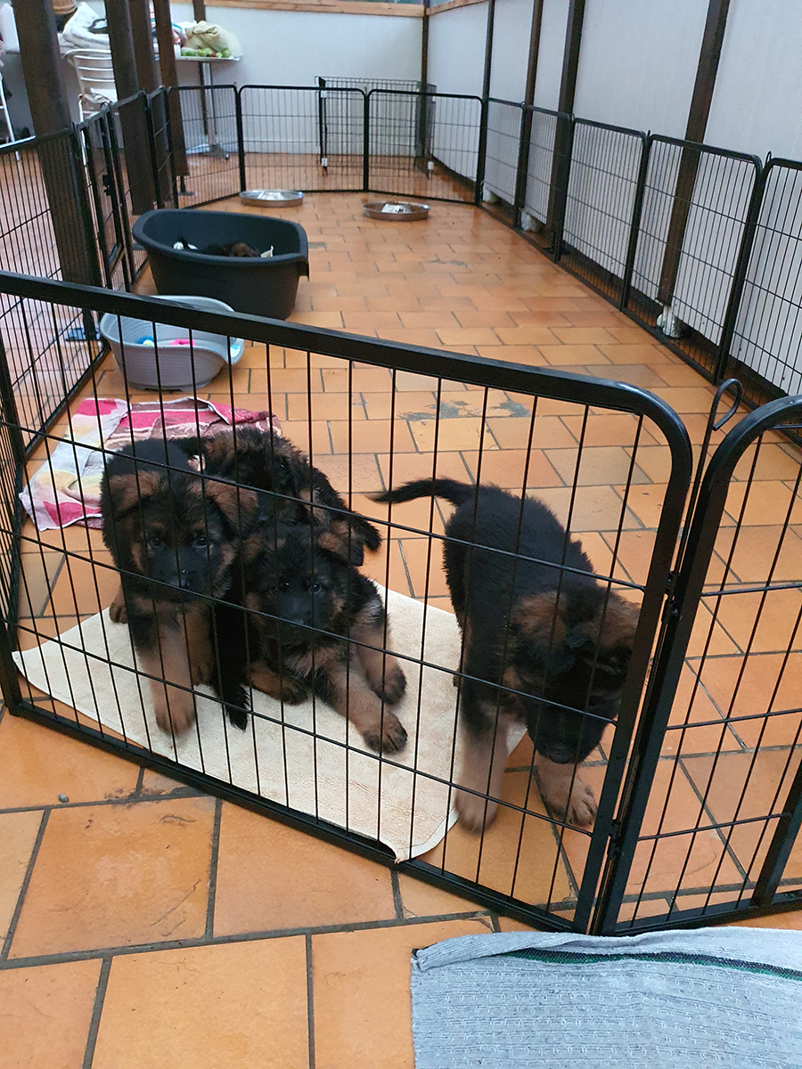 chiots disponibles Bergers Allemands Poils long