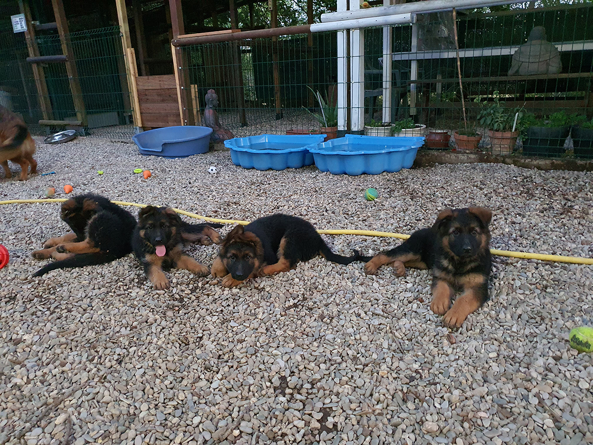 chiots disponibles Bergers Allemands Poils long