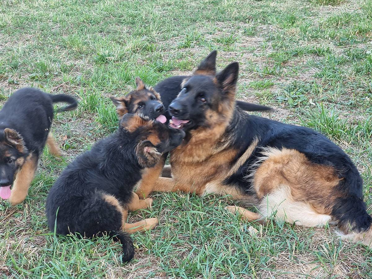 chiots disponibles Bergers Allemands Poils long