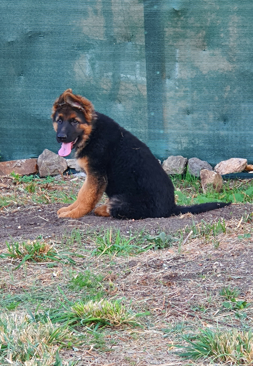 chiots disponibles Bergers Allemands Poils long