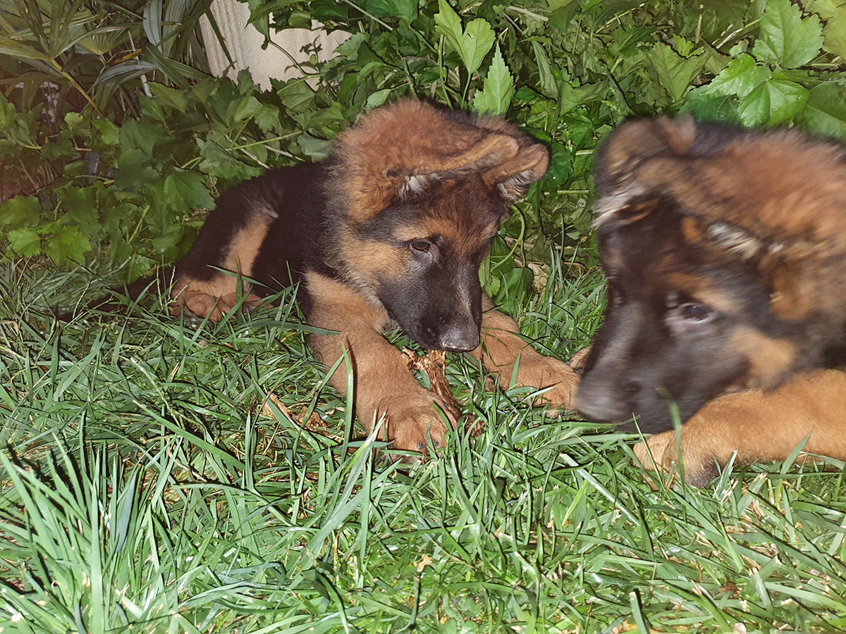 chiots disponibles Bergers Allemands Poils long
