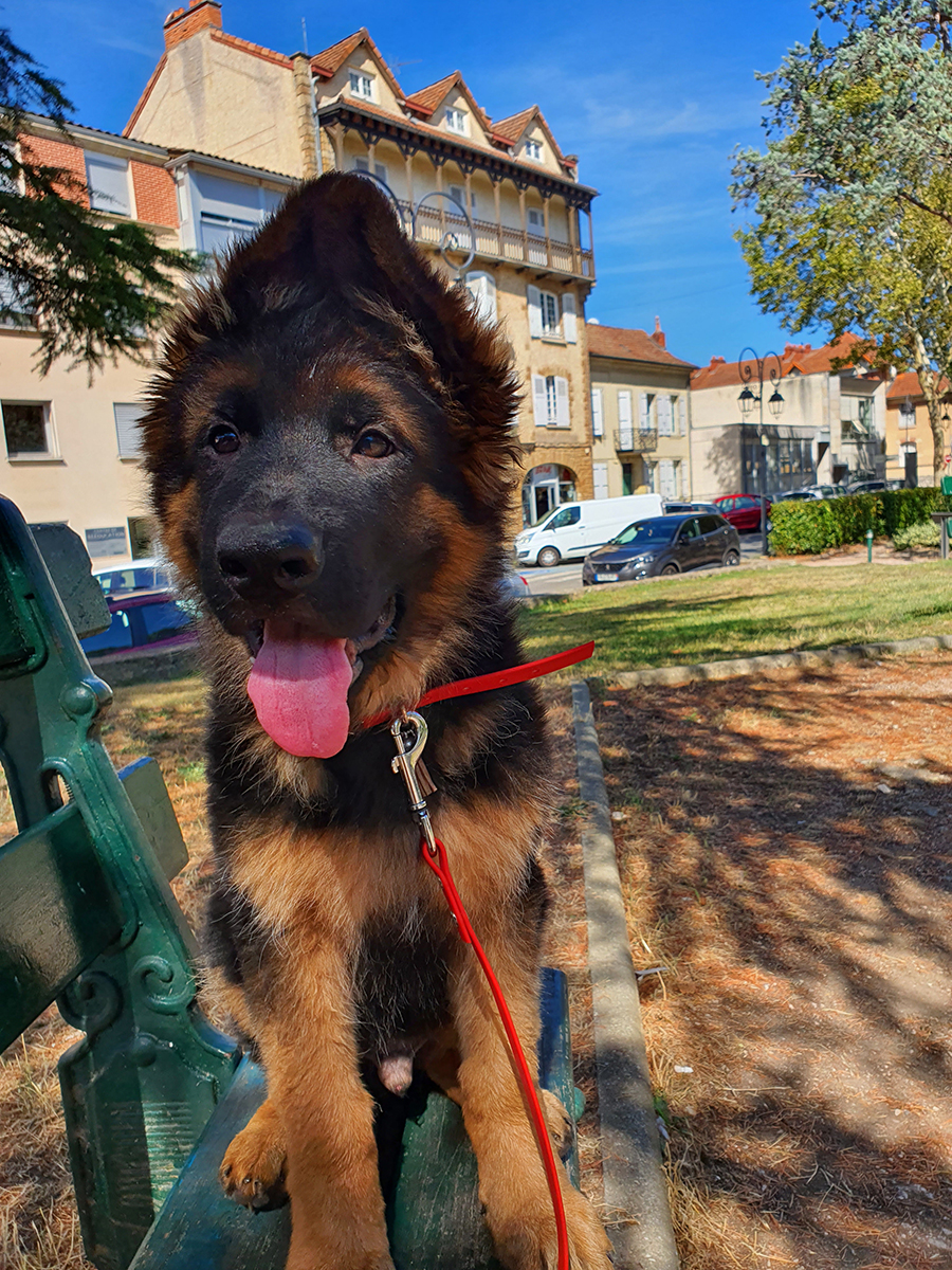 chiots disponibles Bergers Allemands Poils long