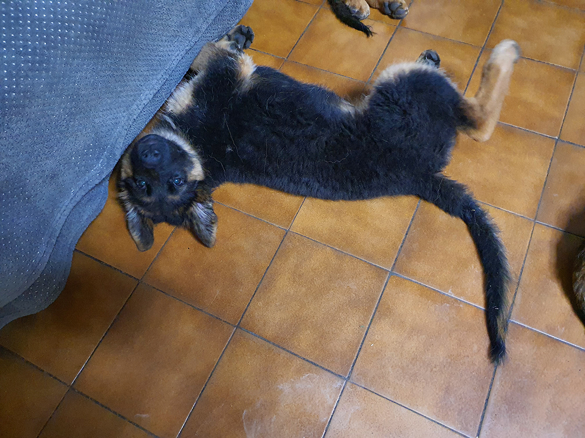 chiots disponibles Bergers Allemands Poils long