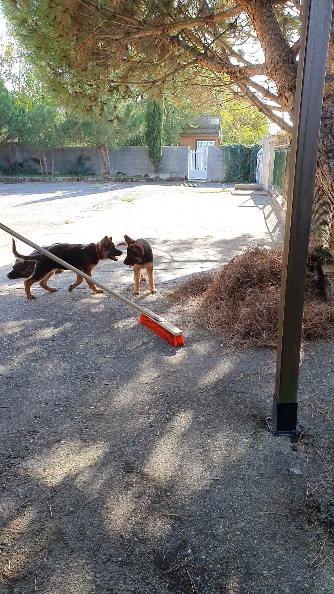 chiots disponibles Bergers Allemands Poils long