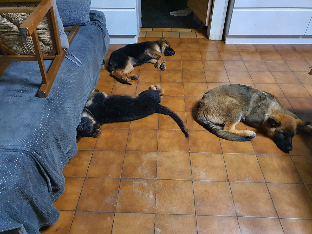 chiots disponibles Bergers Allemands Poils long