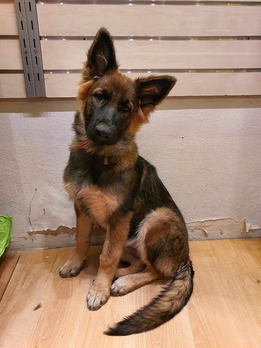 chiots disponibles Bergers Allemands Poils long