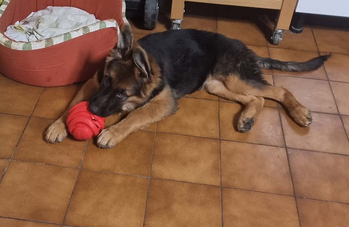 chiots disponibles Bergers Allemands Poils long