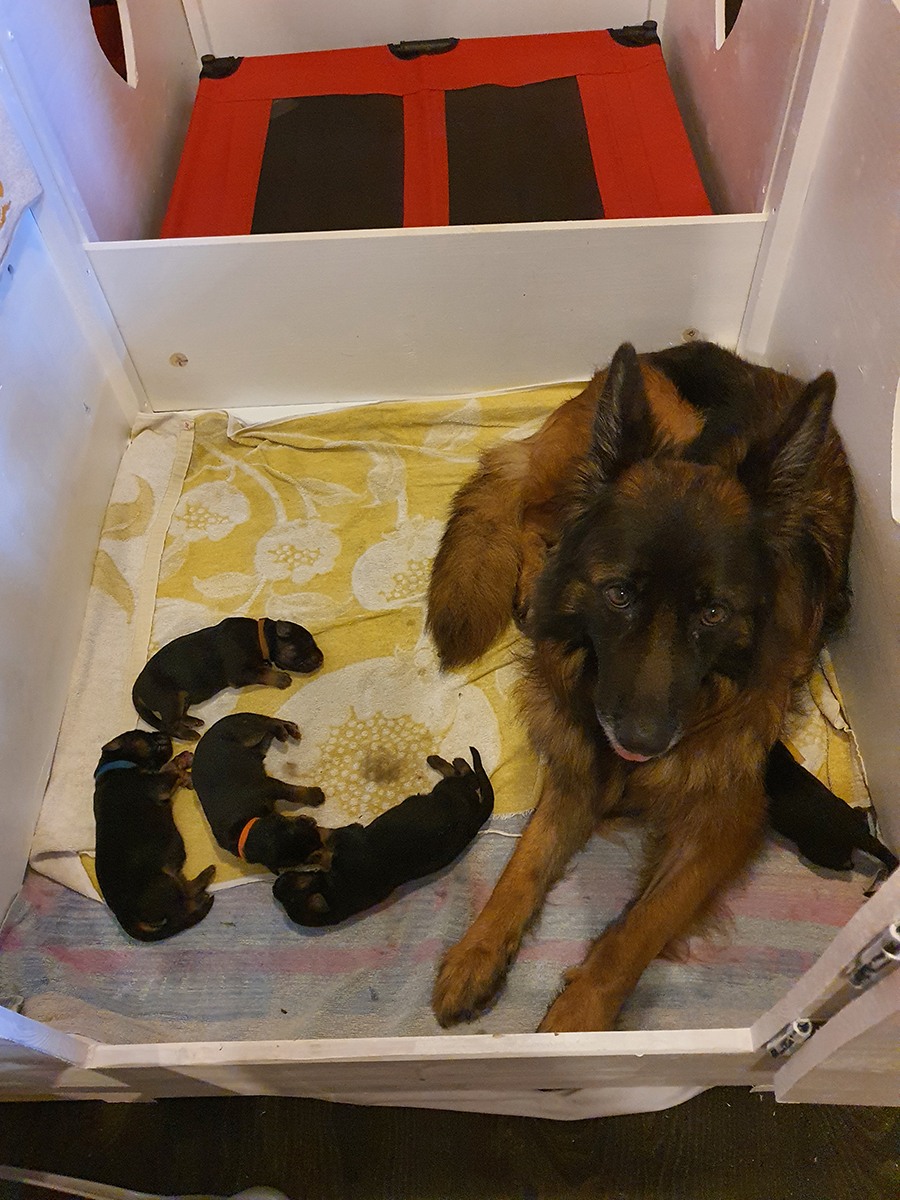 chiots disponibles Bergers Allemands Poils long