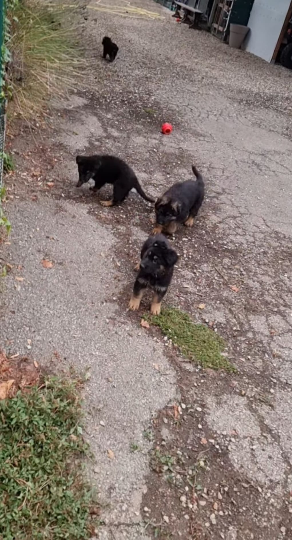 Portées 2025 chiots disponibles Bergers Allemands Poils long