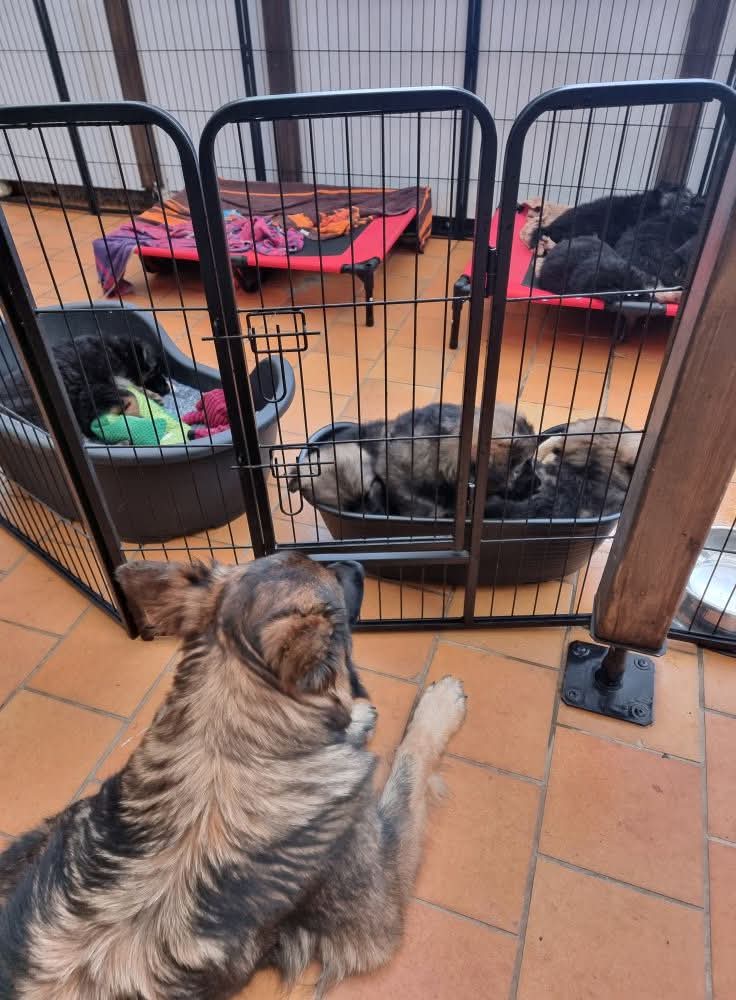 Portées 2025 chiots disponibles Bergers Allemands Poils long