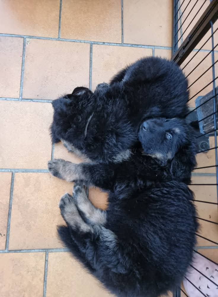 Portées 2025 chiots disponibles Bergers Allemands Poils long