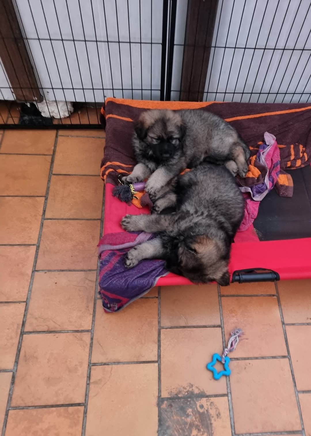 Portées 2025 chiots disponibles Bergers Allemands Poils long