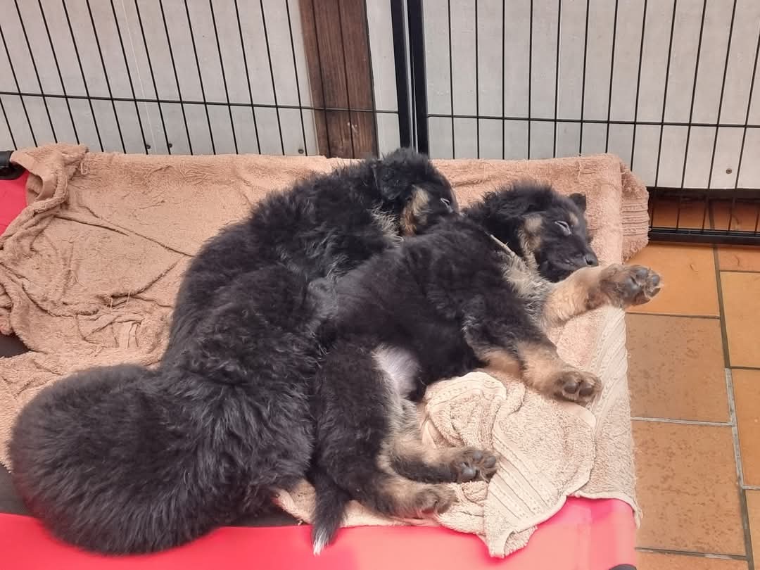 Portées 2025 chiots disponibles Bergers Allemands Poils long