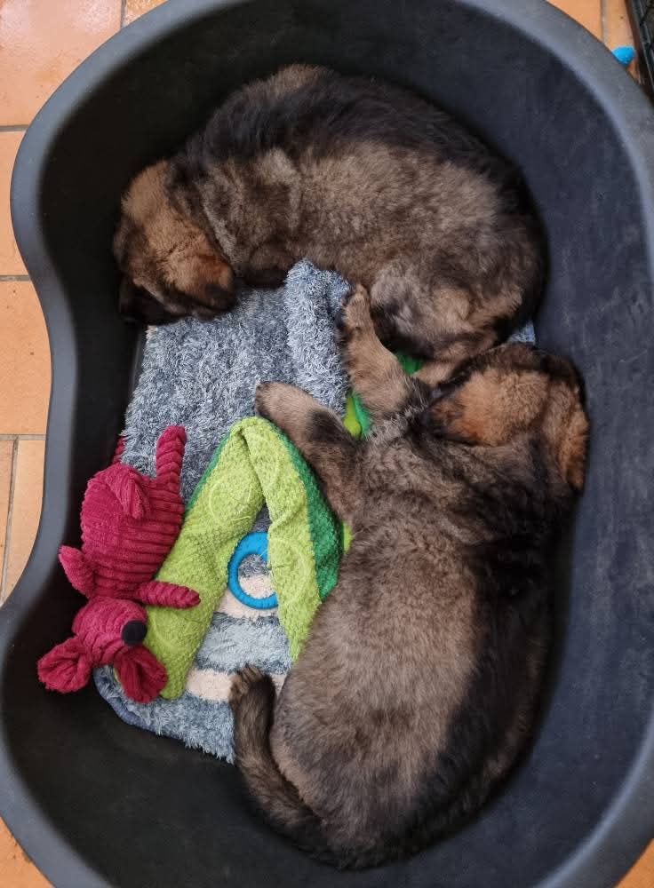 Portées 2025 chiots disponibles Bergers Allemands Poils long