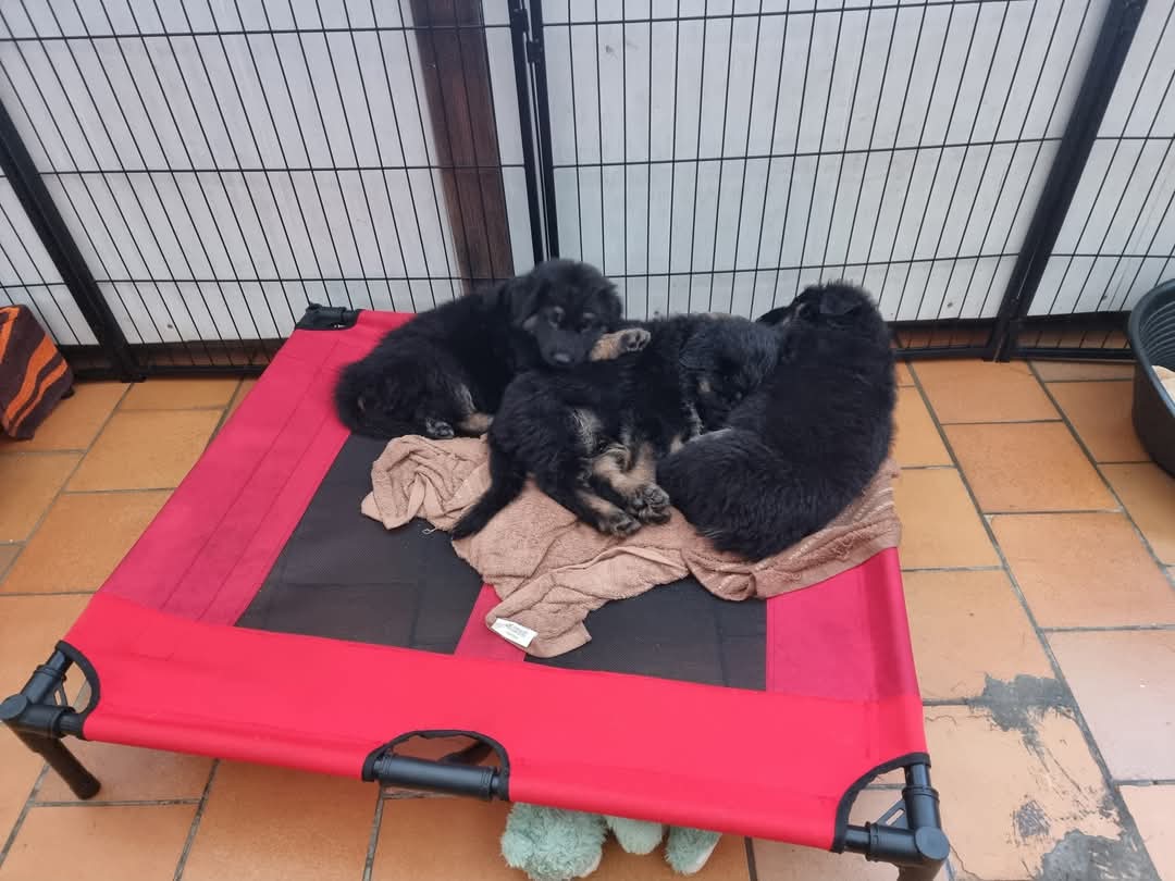 Portées 2025 chiots disponibles Bergers Allemands Poils long