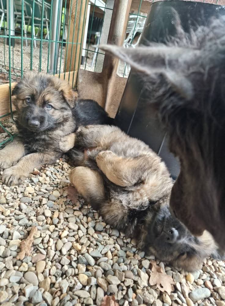 Portées 2025 chiots disponibles Bergers Allemands Poils long