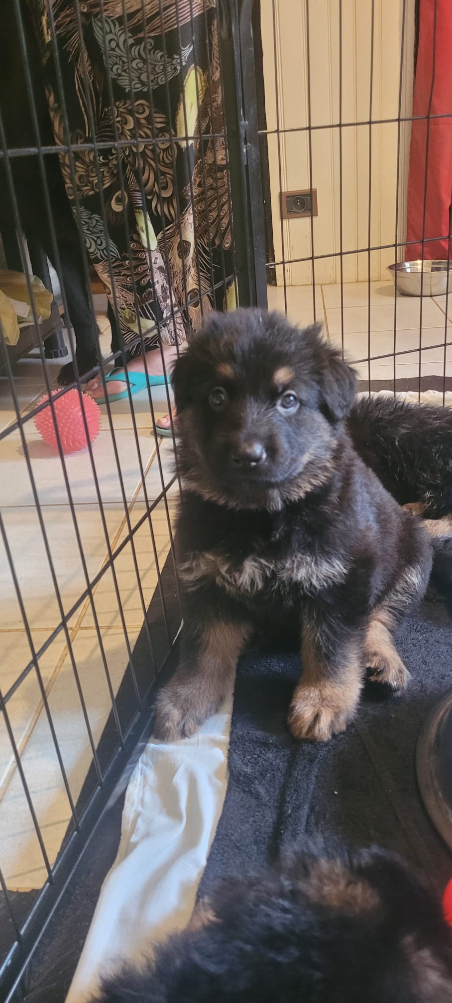 Portées 2025 chiots disponibles Bergers Allemands Poils long