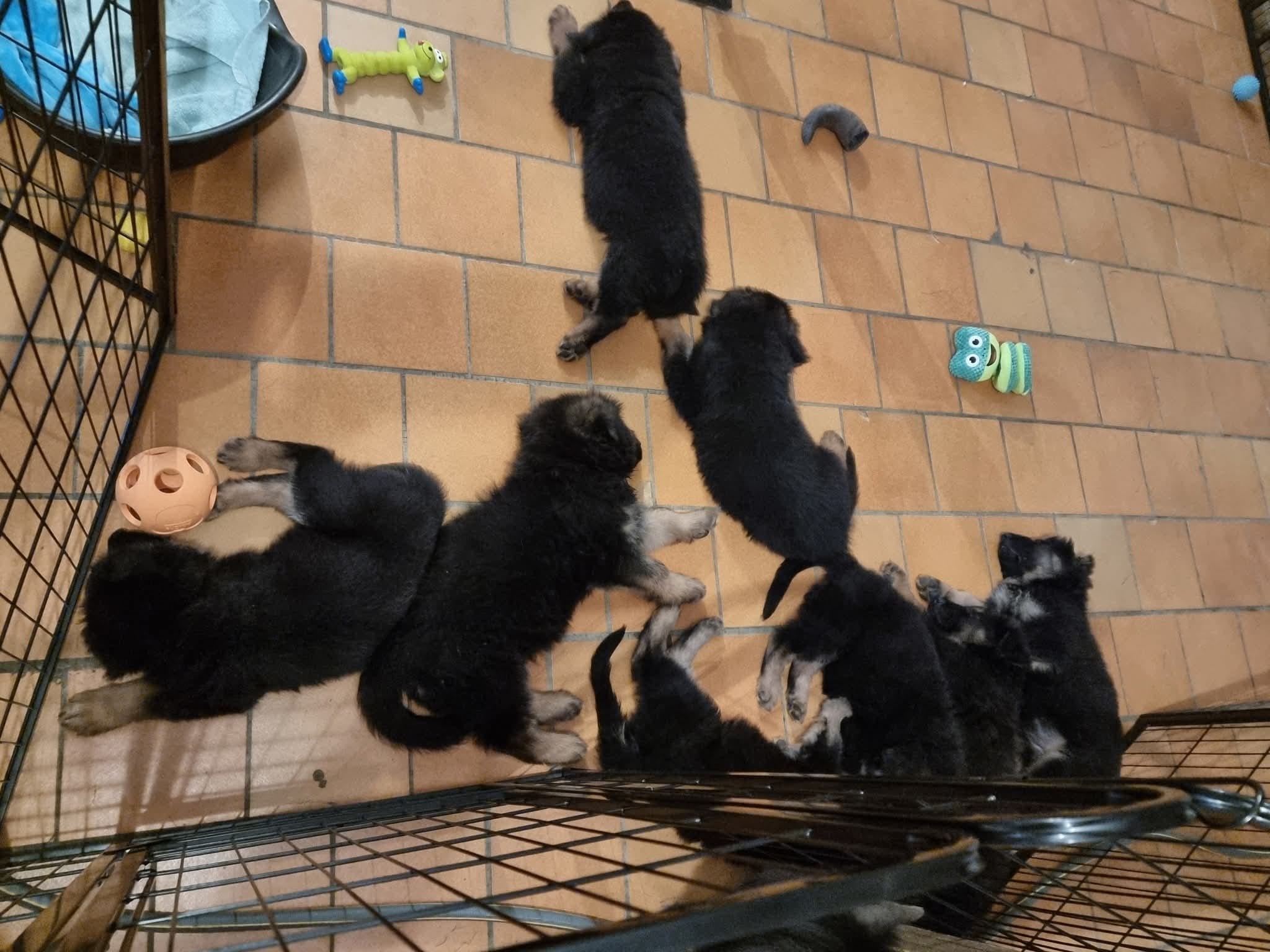 Portées 2025 chiots disponibles Bergers Allemands Poils long