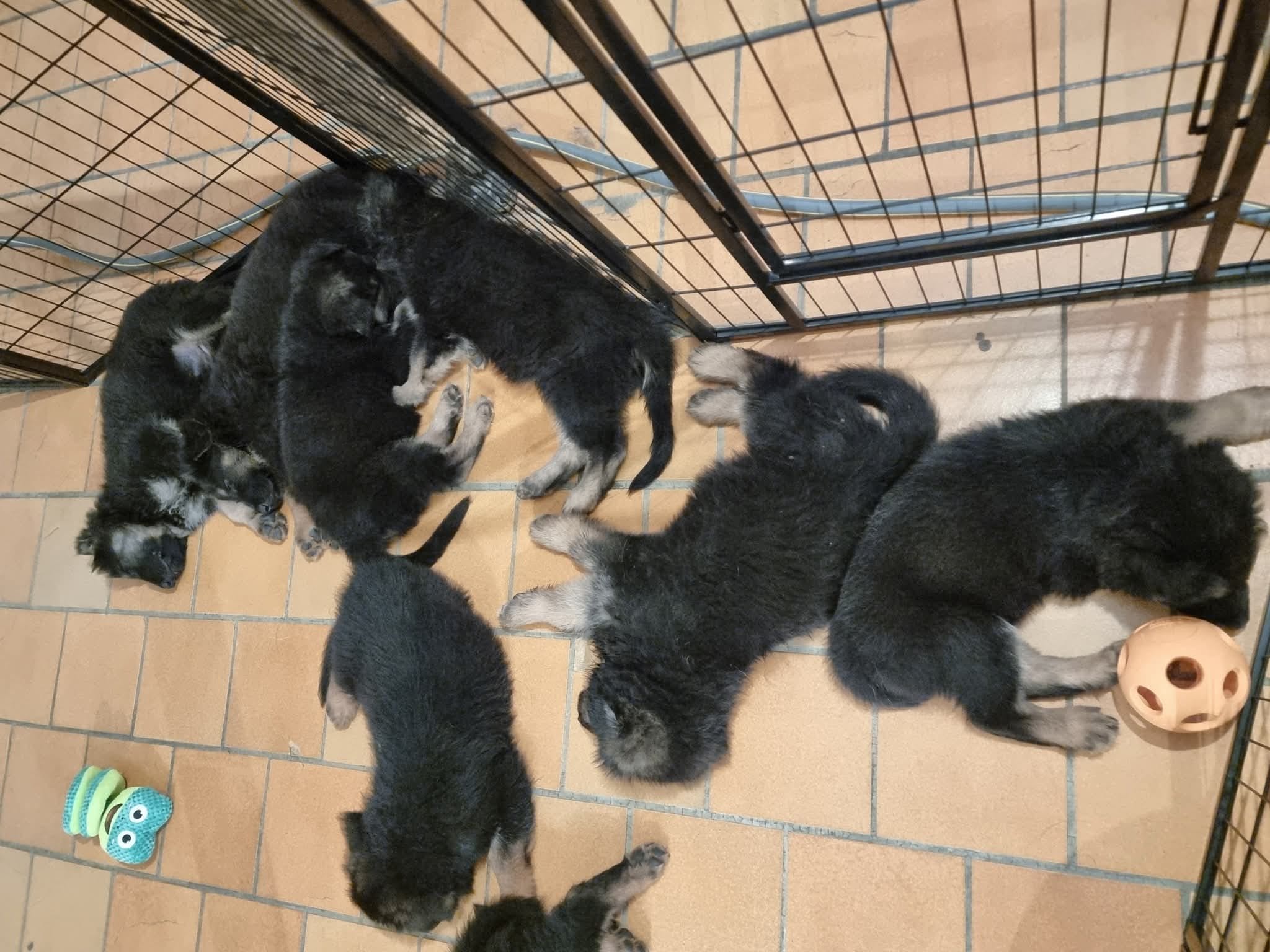 Portées 2025 chiots disponibles Bergers Allemands Poils long