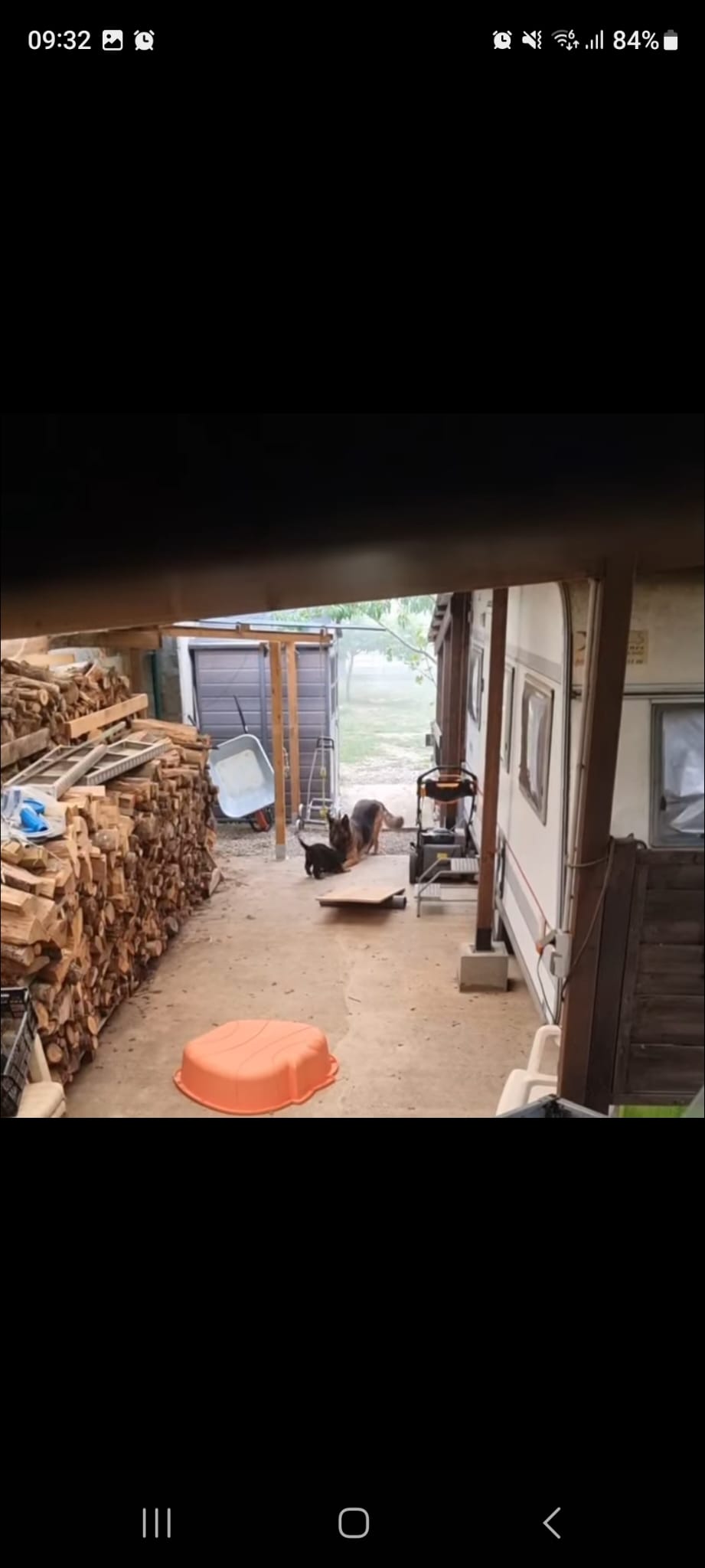 Portées 2025 chiots disponibles Bergers Allemands Poils long