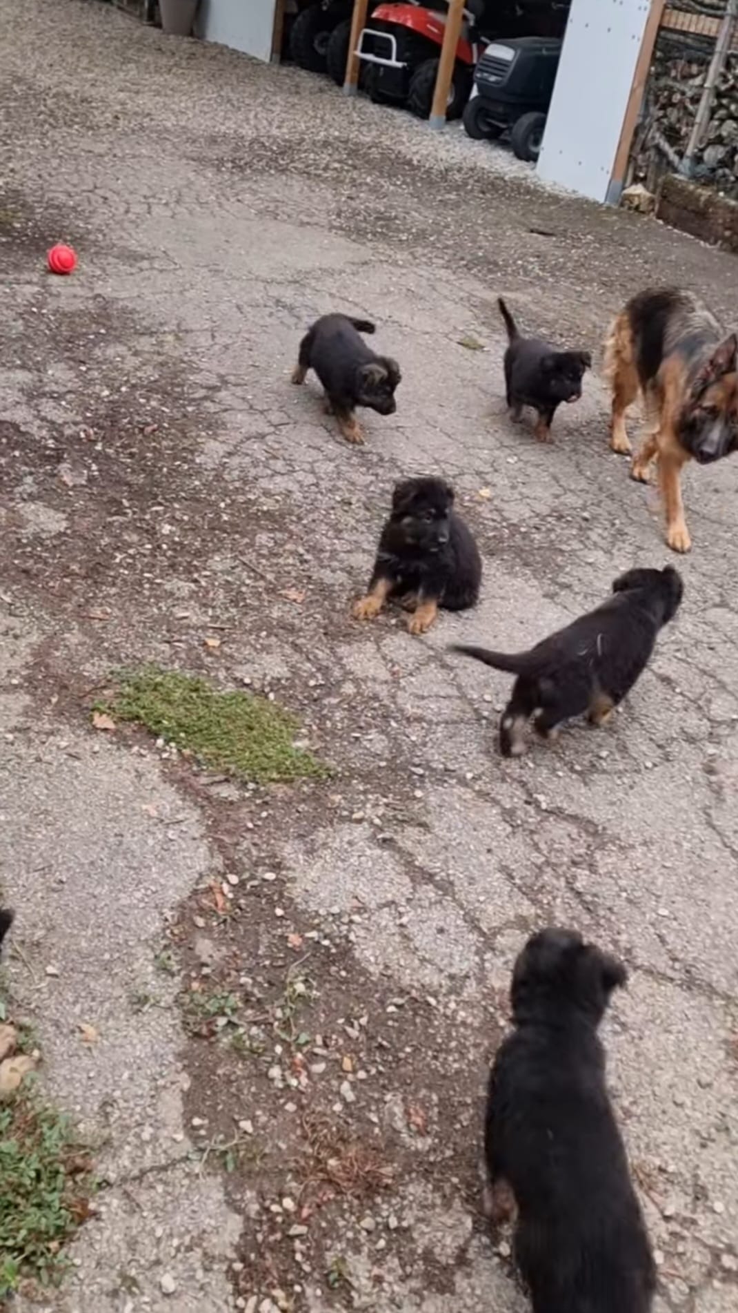 Portées 2025 chiots disponibles Bergers Allemands Poils long