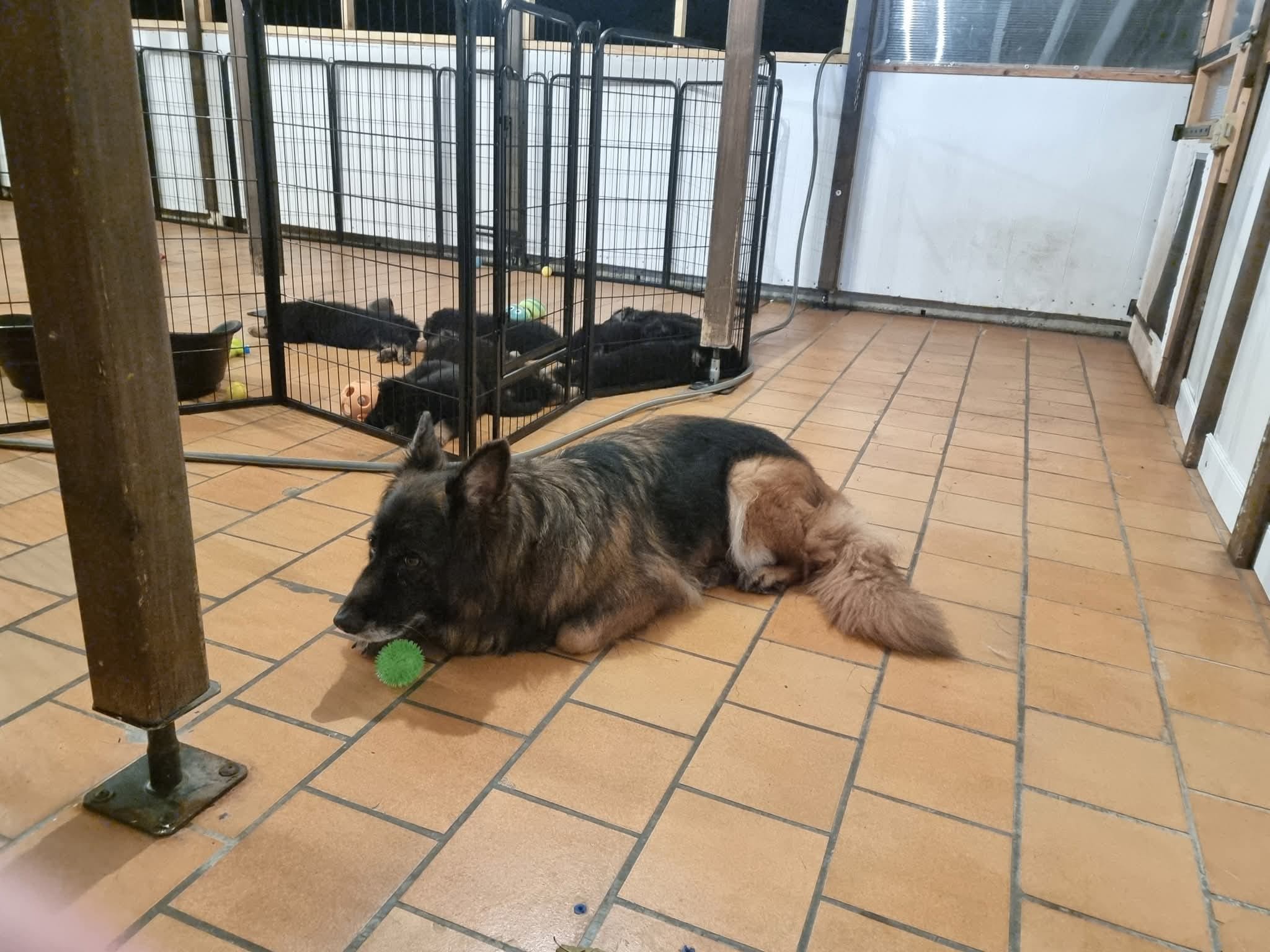 Portées 2025 chiots disponibles Bergers Allemands Poils long