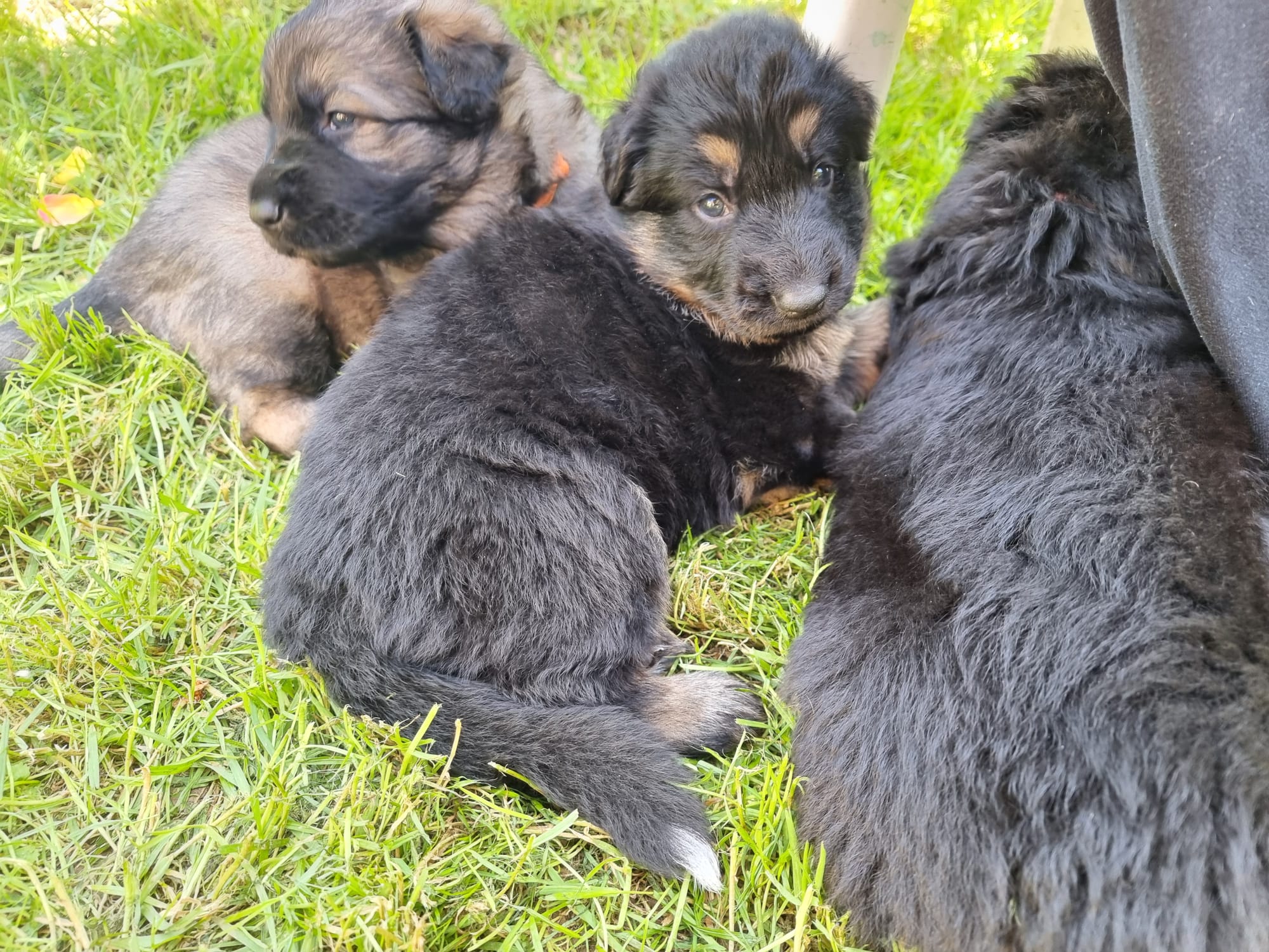 Sorties bergers allemands