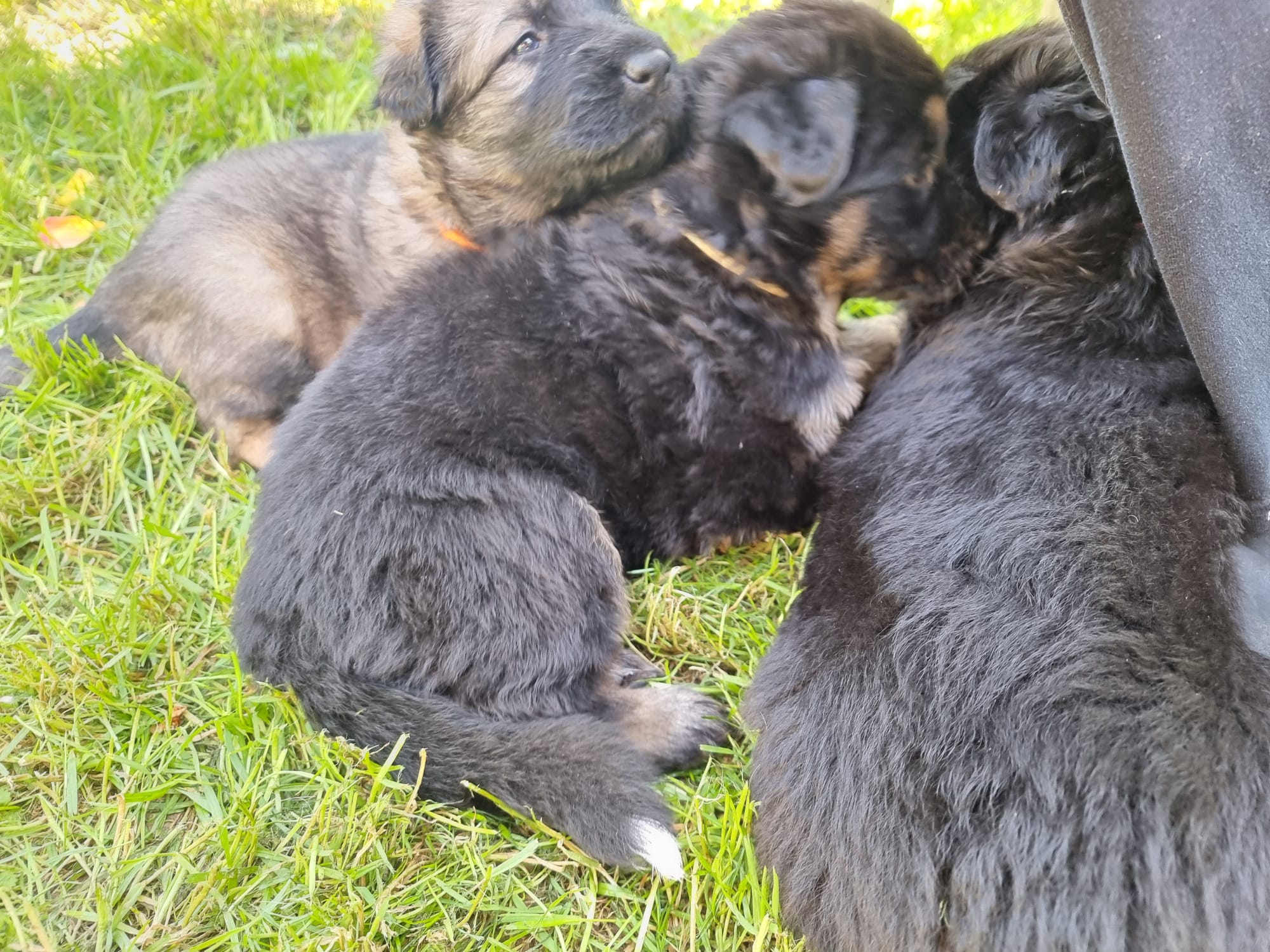 Sorties bergers allemands