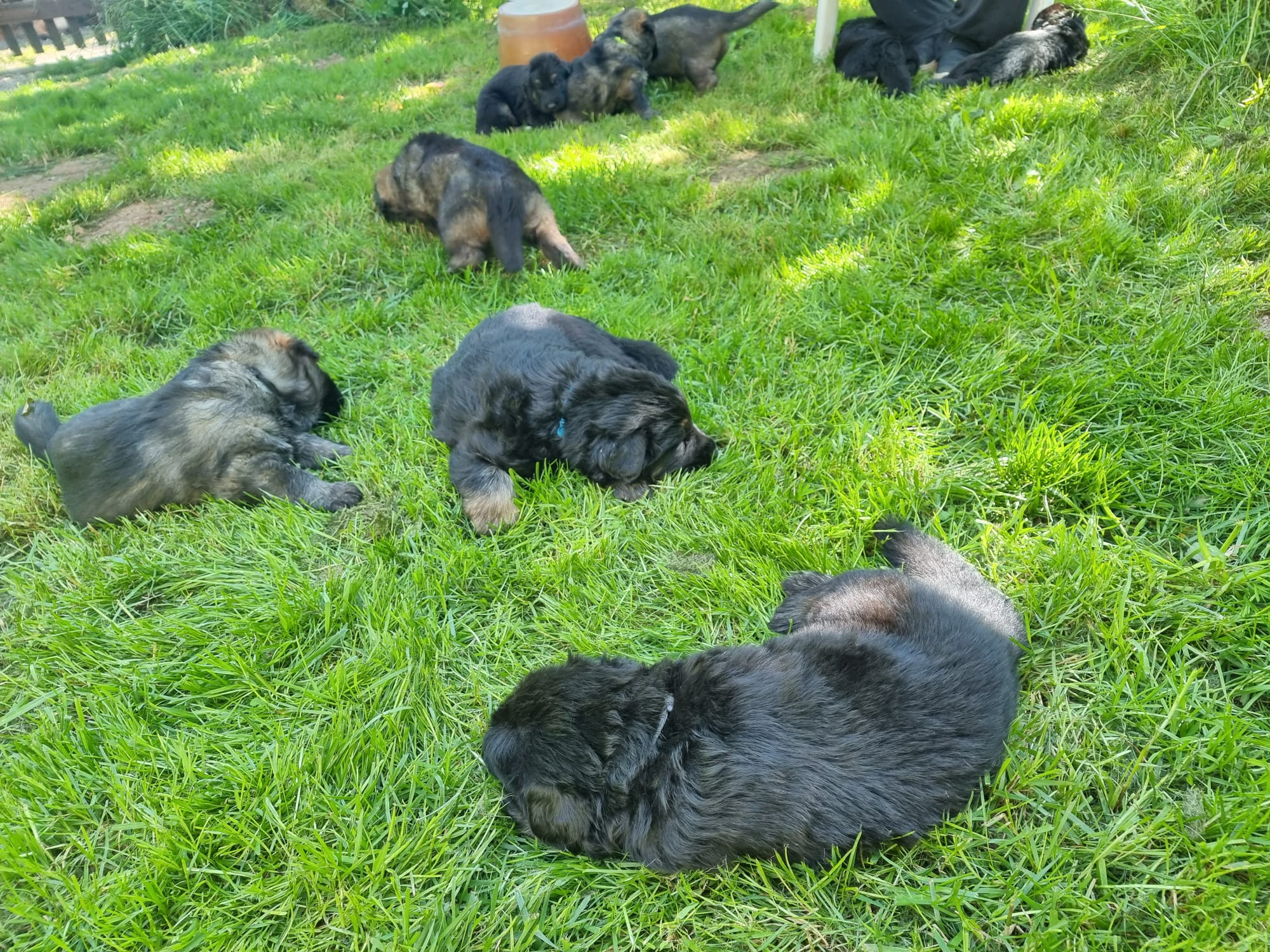 Sorties bergers allemands