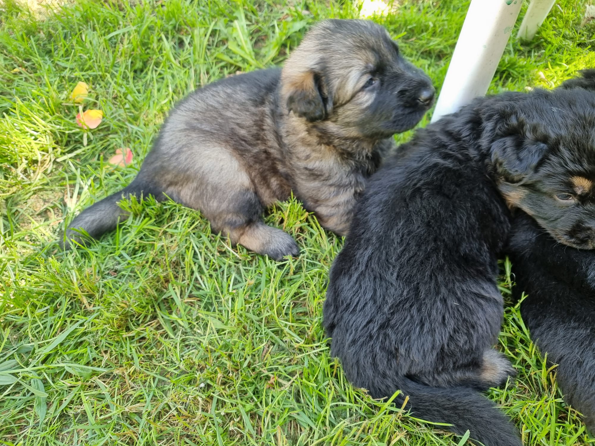 Sorties bergers allemands