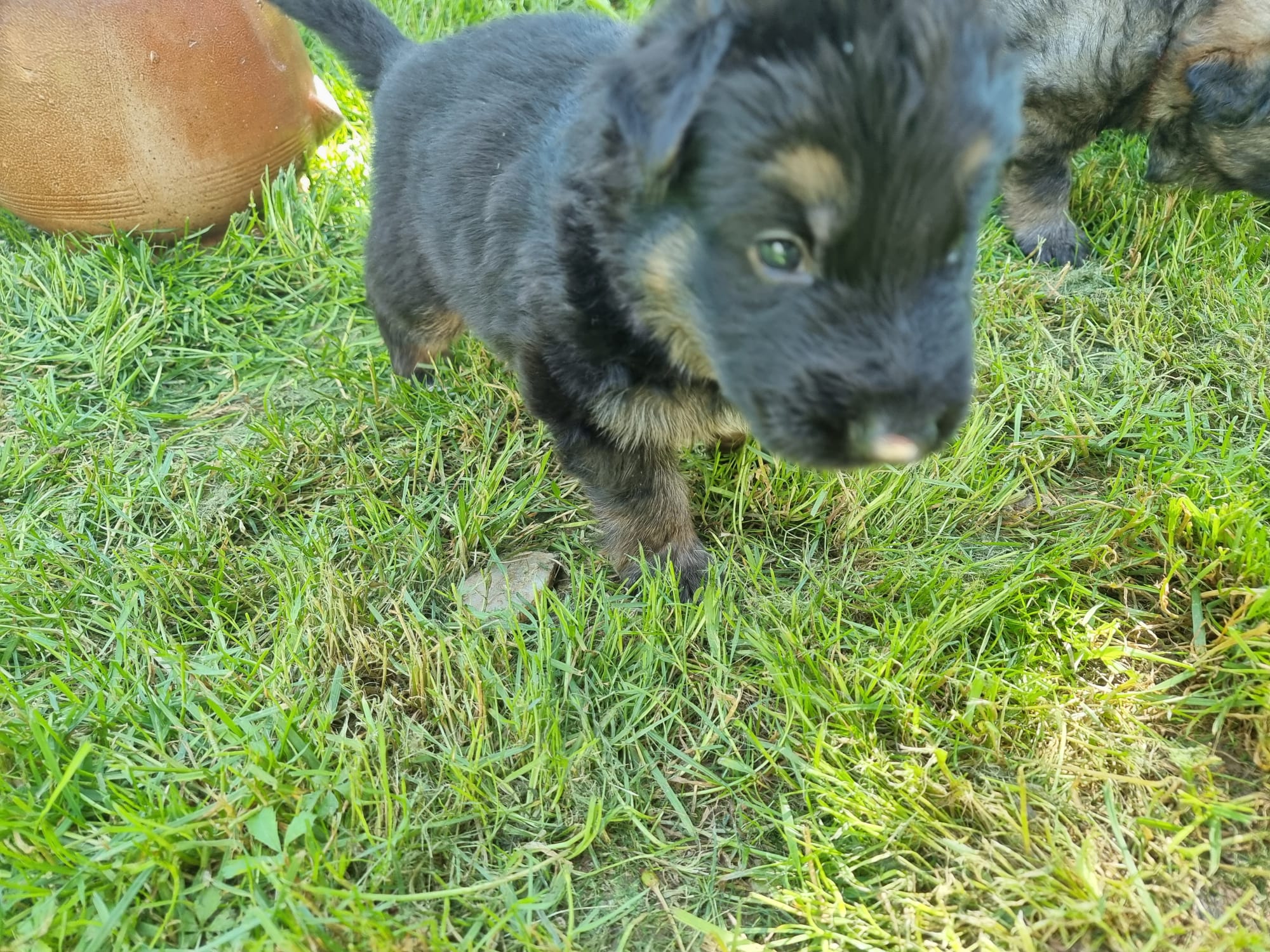 Sorties bergers allemands