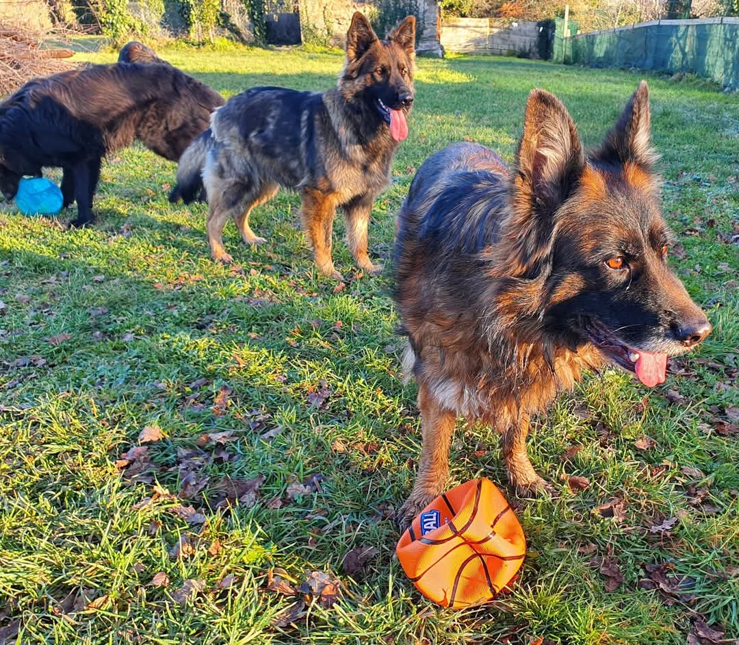 La meute Bergers Allemands Poils long dehors