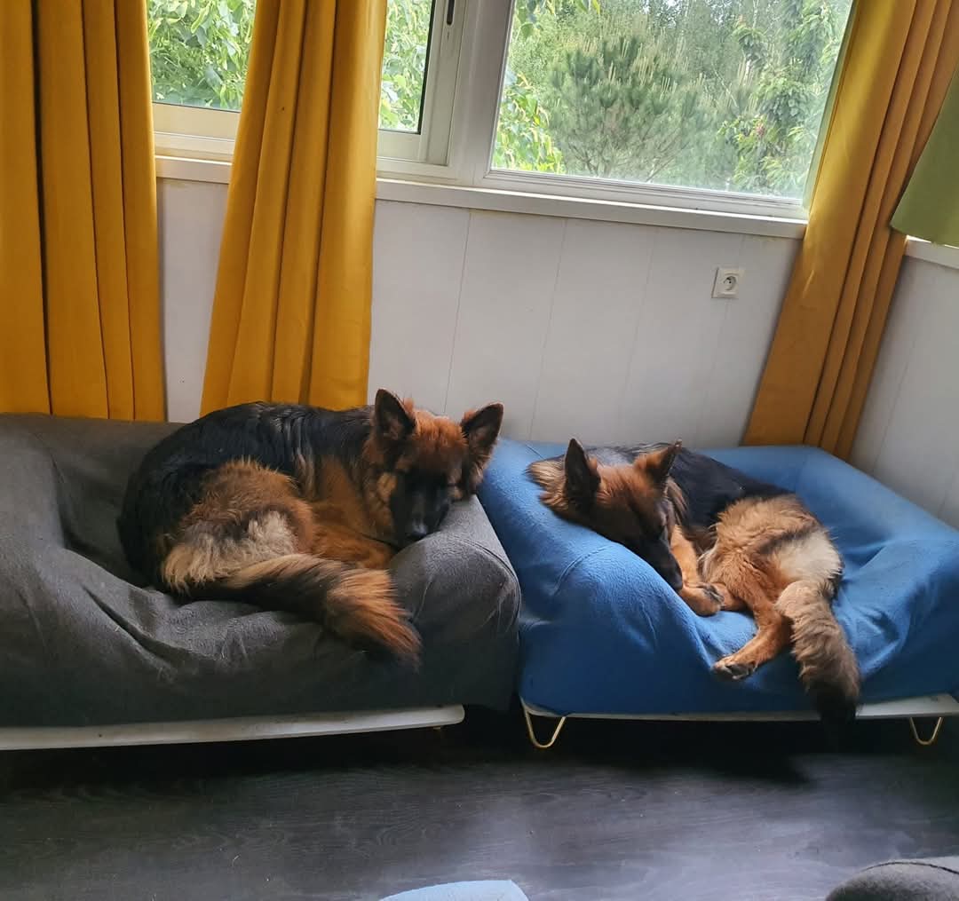 La meute Bergers Allemands Poils long qui dors