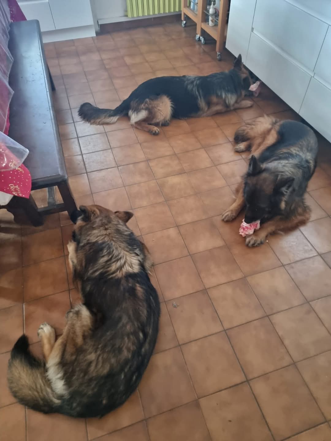 La meute Bergers Allemands Poils long repas