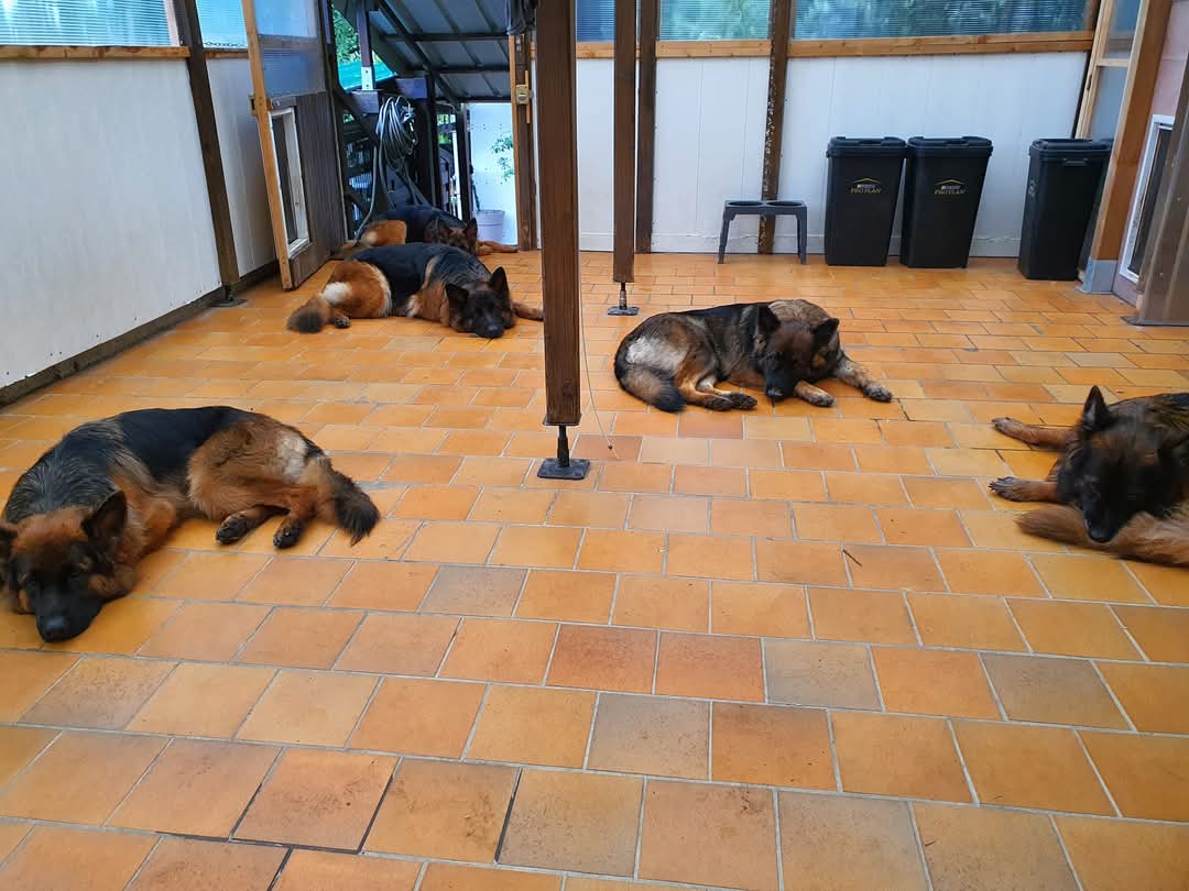 La meute Bergers Allemands Poils long en repos