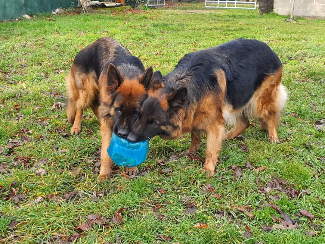 La meute Bergers Allemands Poils long au jeu