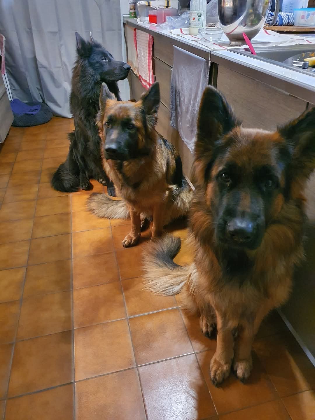 La meute Bergers Allemands Poils long qui attend